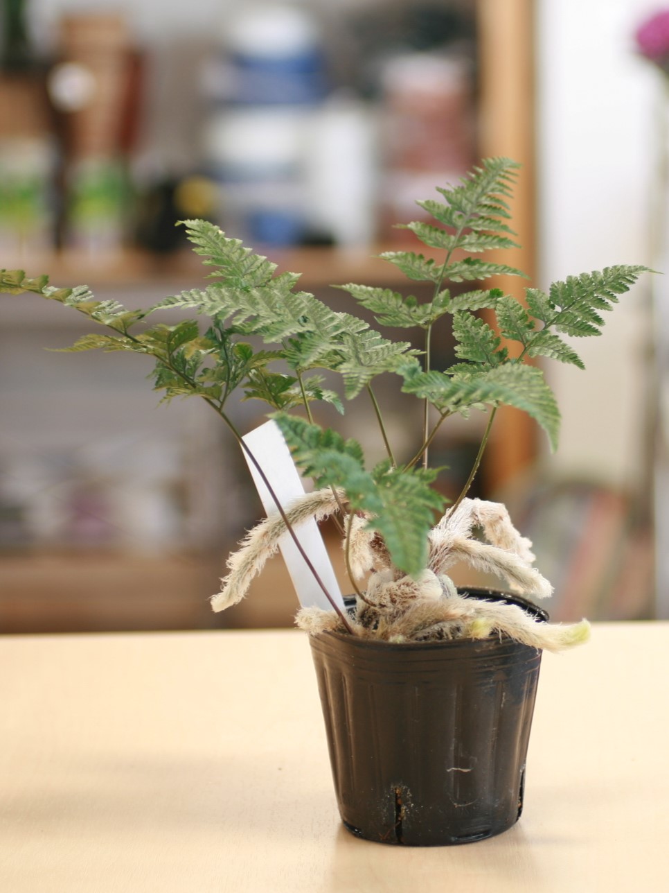 東京都中野区鷺宮6丁目28-23フラワーストアー和光園