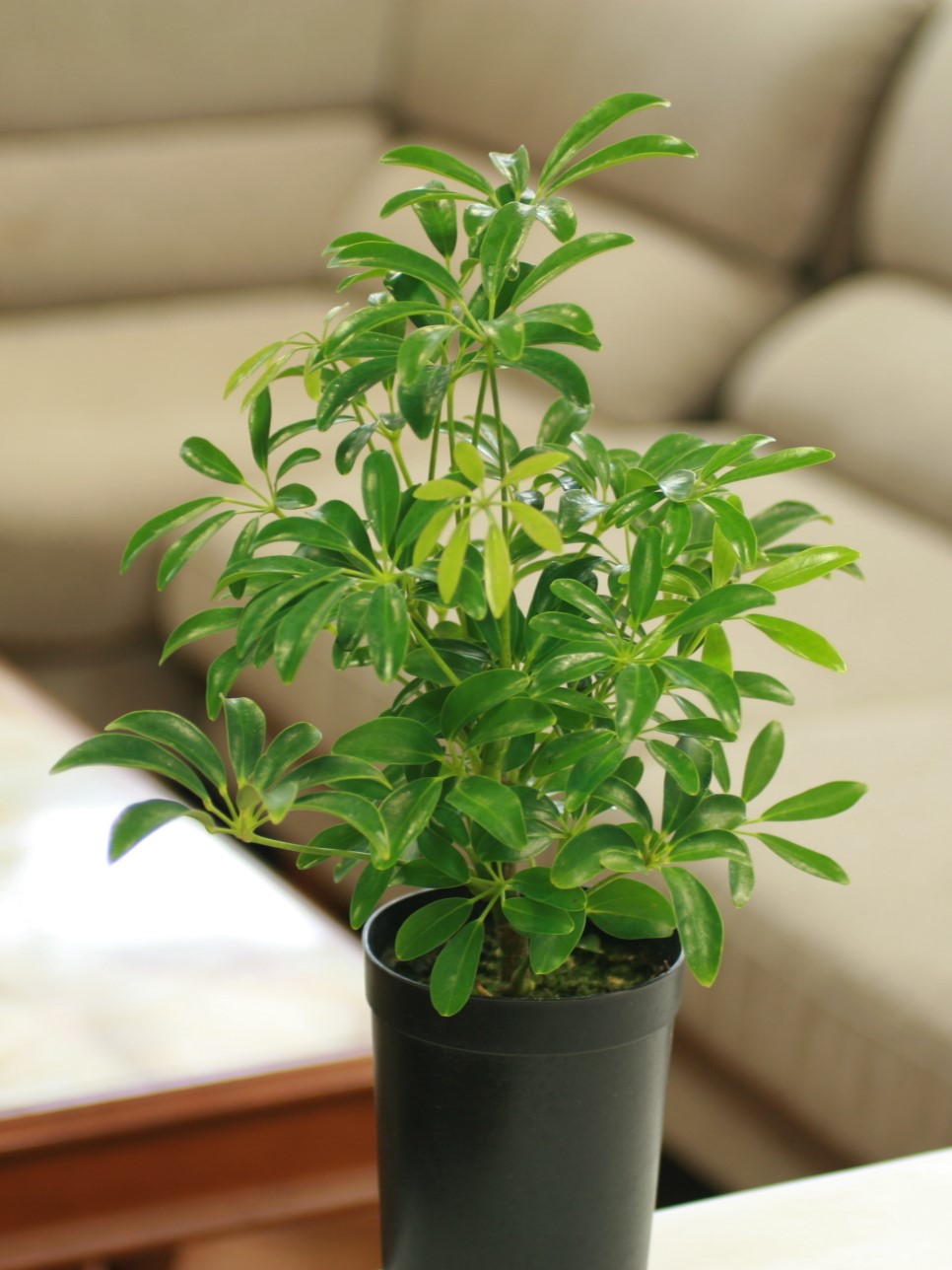 東京都中野区鷺宮6丁目28-23フラワーストアー和光園